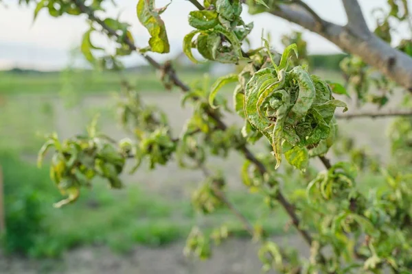 Melocotón afectado por enfermedades fúngicas, temporada de primavera en el jardín —  Fotos de Stock