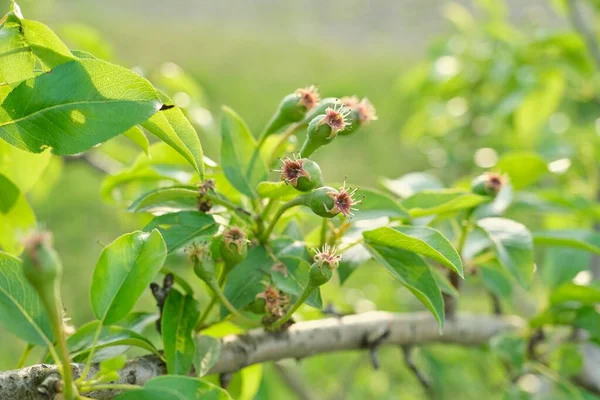 Грушевые фрукты на дереве, весенний сезон начало лета в саду — стоковое фото