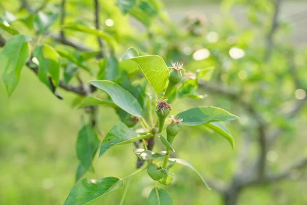 Fruto de pera en el árbol, temporada de primavera comienzo del verano en el jardín —  Fotos de Stock