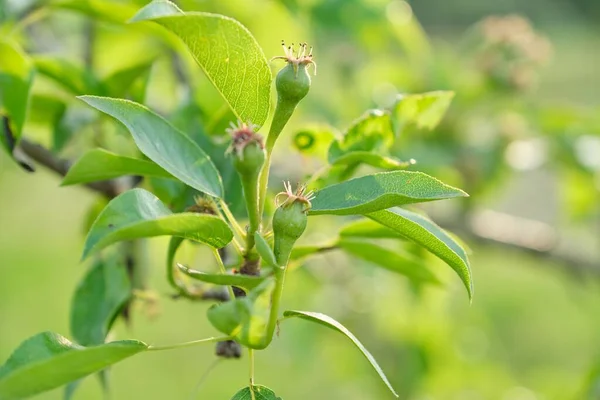 Fruto de pera en el árbol, temporada de primavera comienzo del verano en el jardín —  Fotos de Stock