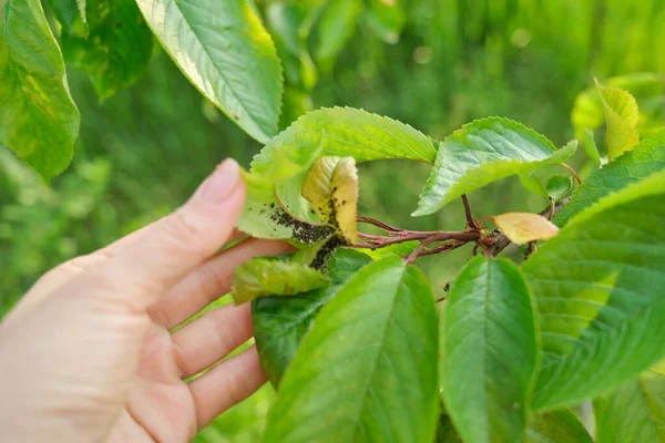 Stagione primaverile, ciliegio, primi piani di insetti parassiti afidi — Foto Stock