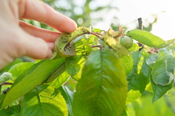 Весенний сезон, вишня, крупным планом насекомых тля вредителей — стоковое фото
