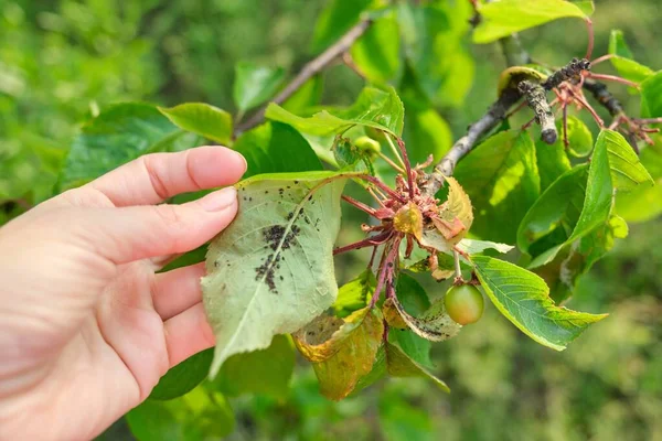 Temporada de primavera, cerezo, primeros planos de insectos áfidos plagas —  Fotos de Stock