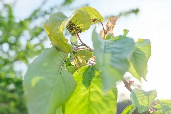 Temporada de primavera, cerezo, primeros planos de insectos áfidos plagas —  Fotos de Stock