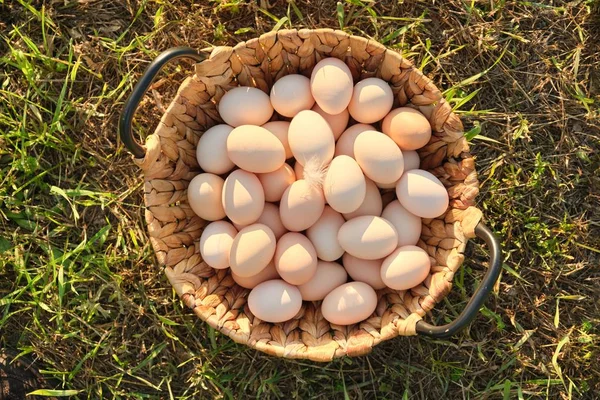 Taze tavuk yumurtaları sepetin içinde, çimlerin üzerinde, sağlıklı doğal yiyecekler. — Stok fotoğraf