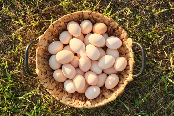 Taze tavuk yumurtaları sepetin içinde, çimlerin üzerinde, sağlıklı doğal yiyecekler. — Stok fotoğraf