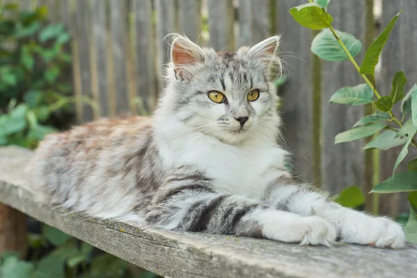 Красива сіра пухнаста кішка лежить на лавці на відкритому повітрі — стокове фото