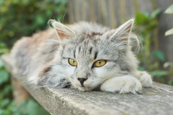 美しい灰色のふわふわの猫が屋外のベンチに横たわっています — ストック写真