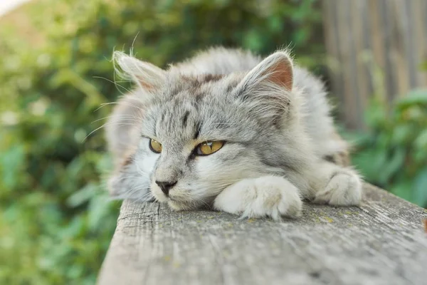 Beautiful gray fluffy cat lying on an outdoor bench