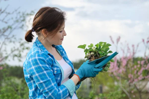 Perempuan dalam sarung tangan dengan alat-alat kebun memegang strawberry semak . — Stok Foto