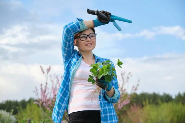 Perempuan dalam sarung tangan dengan alat-alat kebun memegang strawberry semak . — Stok Foto