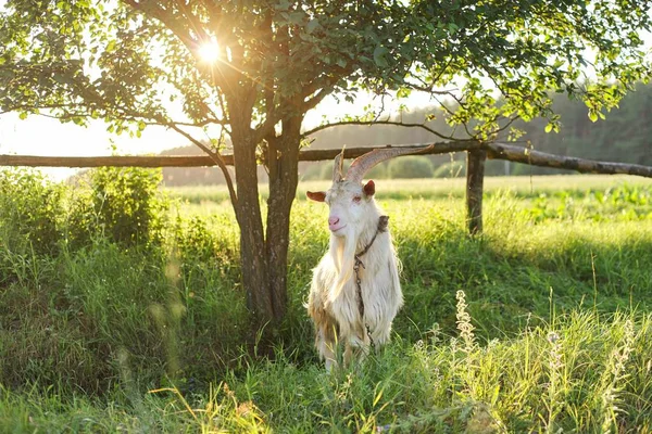Viejo cuerno barbudo cabra blanca mira a la cámara — Foto de Stock