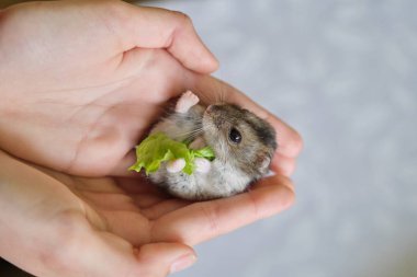 Küçük tüylü gri Dzungarian hamsterı çocuk elinde yeşil marul yaprağı yiyor.