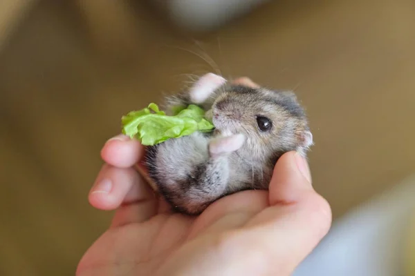 Μικρό χνουδωτό γκρι χάμστερ Dzungarian που τρώει πράσινο φύλλο μαρουλιού στο παιδικό χέρι — Φωτογραφία Αρχείου