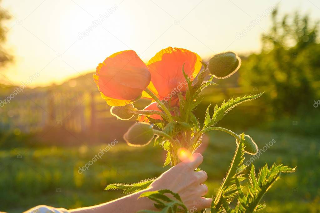 Bouquet of red poppies flowers in a female hand, background green nature