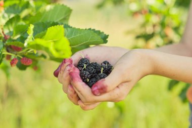 Çocuk elinde olgun dut, bahçesinde dut ağacı var.