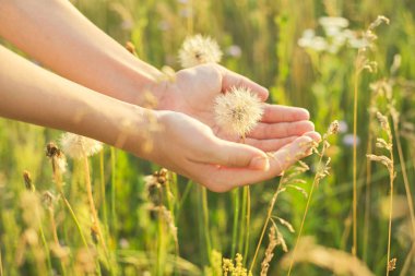 Kuru tüylü karahindiba bir çocuğun elinde, çayır otları ve çiçek arka planında