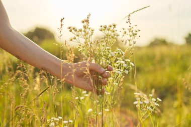 Yaz yabani çayır çimenleri ve çiçekler kızın elinde, doğa
