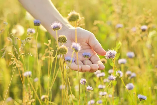 夏の野生の草原草や女の子の手で花、自然 — ストック写真