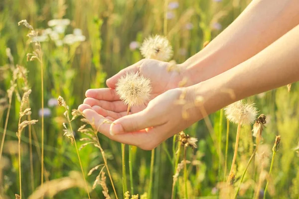 Dry fluffy dandelion in a childs hand, meadow grass and flowers background — Stock Photo, Image
