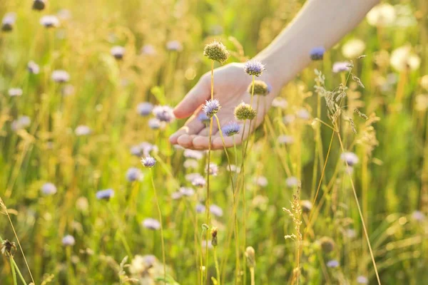 夏の野生の草原草や女の子の手で花、自然 — ストック写真