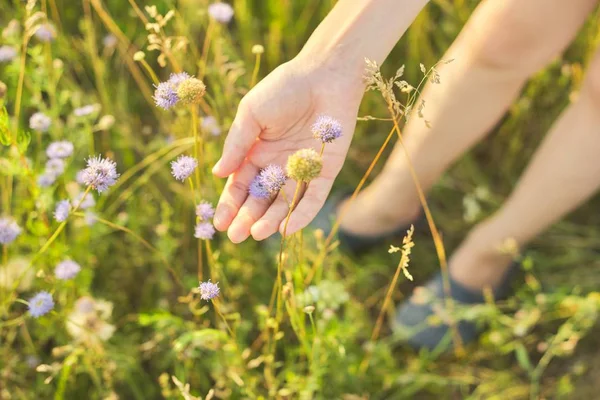 Été prairie sauvage herbe et fleurs dans la main fille, la nature — Photo