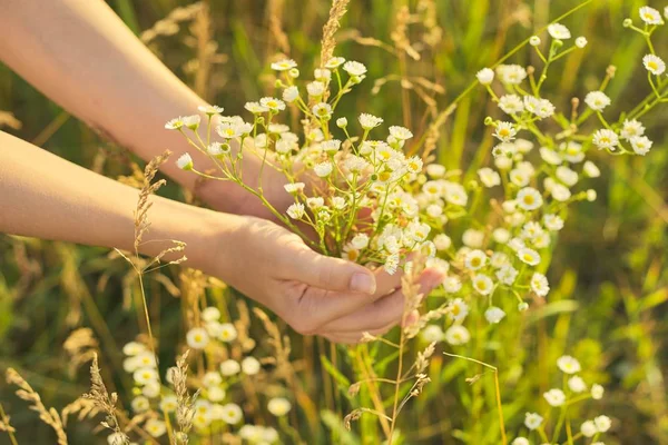 여름의 야생 풀 과 꽃 소녀 손에, 자연 — 스톡 사진