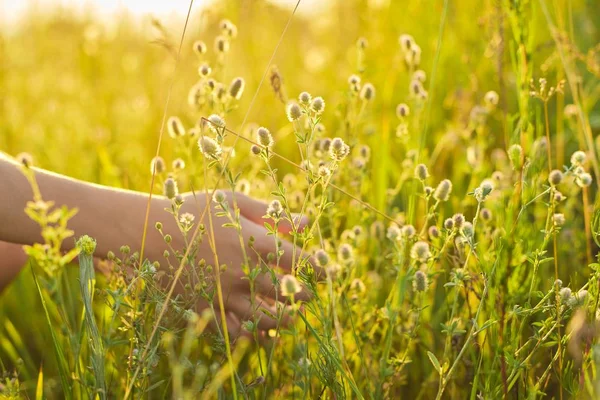 Summer wild meadow grass and flowers in girl hand, nature — Stock Photo, Image