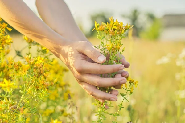 Hierba amarilla de San Juan en flor hipericum en la mano de las niñas —  Fotos de Stock