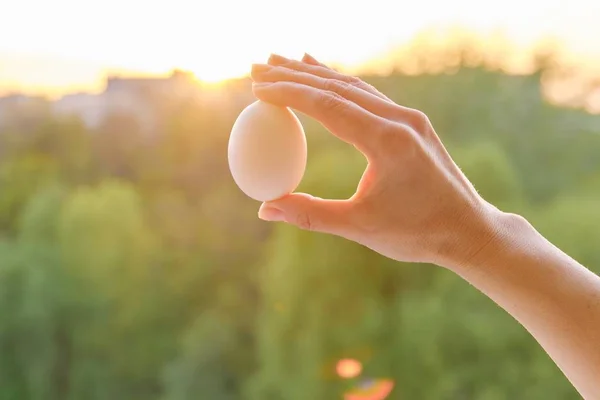 Hand holding one white egg, conceptual photo background sunset — Stock Photo, Image