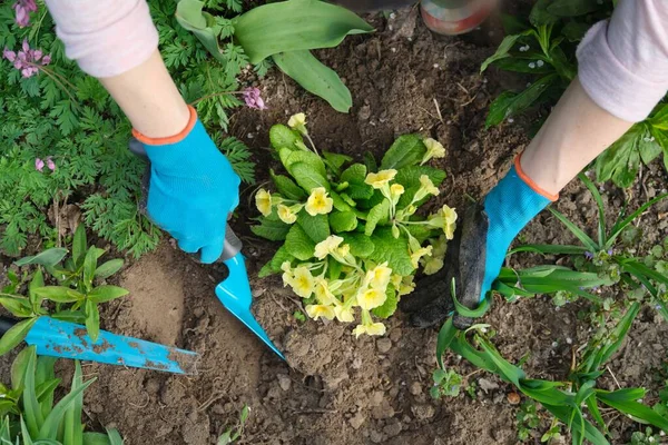 Primer plano de las manos de la mujer plantación de flores de onagra amarilla en el jardín —  Fotos de Stock