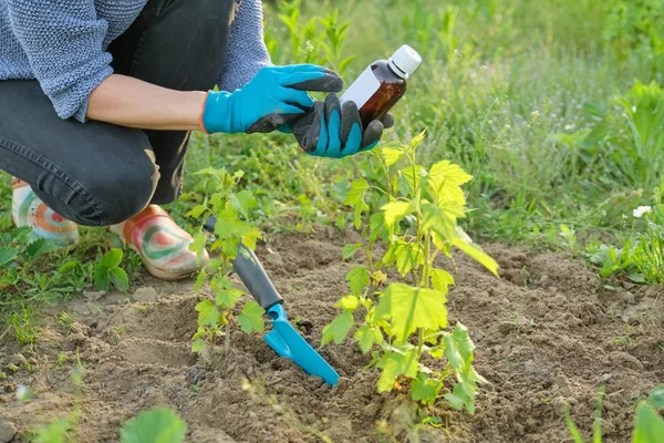 Весенние работы в саду, бутылка химических удобрений, фунгицид в руке — стоковое фото