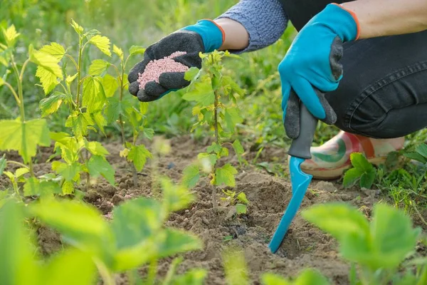 Pupuk kacang di tangan tukang kebun wanita — Stok Foto