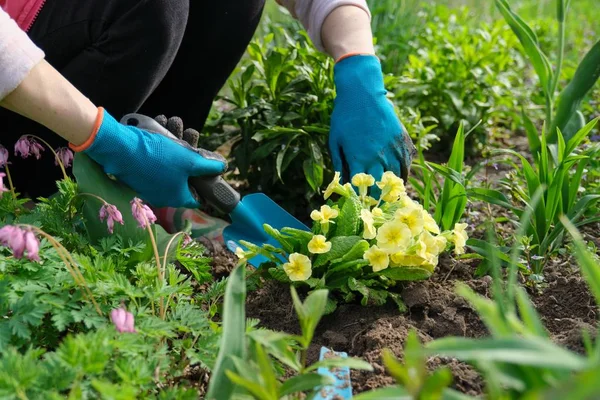 Close-up tangan wanita menanam bunga primrose kuning di taman — Stok Foto