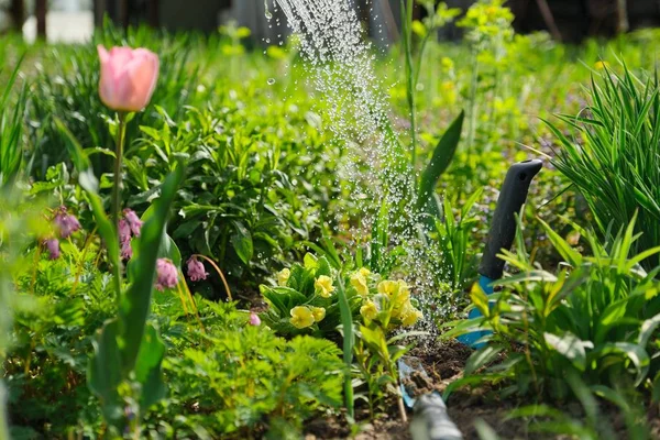 Flores de primavera en macizo de flores en jardín, plantación y riego — Foto de Stock