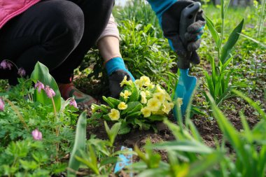 Eldivenli bir kadın bahar bahçesine çiçek dikiyor.