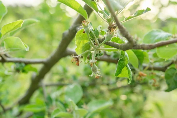 Frutto di mele sull'albero, inizio stagione primaverile estate in giardino — Foto Stock