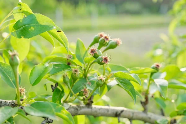 Frutta a pera sull'albero, inizio stagione primaverile estate in giardino — Foto Stock