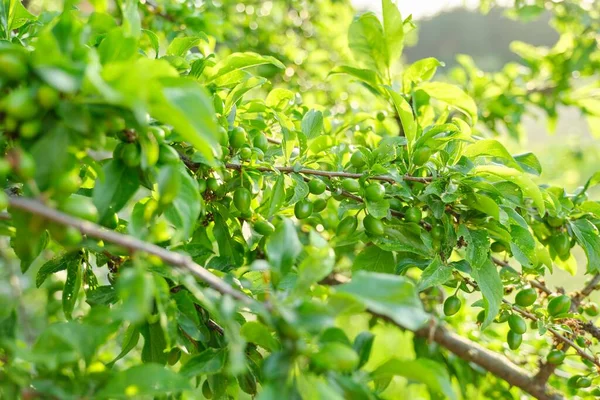 Pflaumenfrüchte am Baum, Frühlingszeit Sommeranfang im Garten — Stockfoto