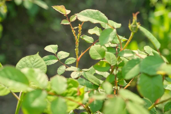 Hormigas portadoras de pulgones en plantas, primer plano de insectos pulgones en ramas jóvenes —  Fotos de Stock