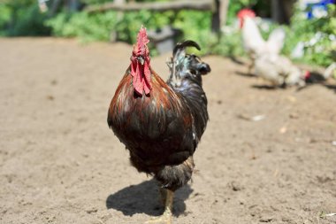 Renkli siyah horoz erkek bir çiftliğin çimlerinde yürüyor.