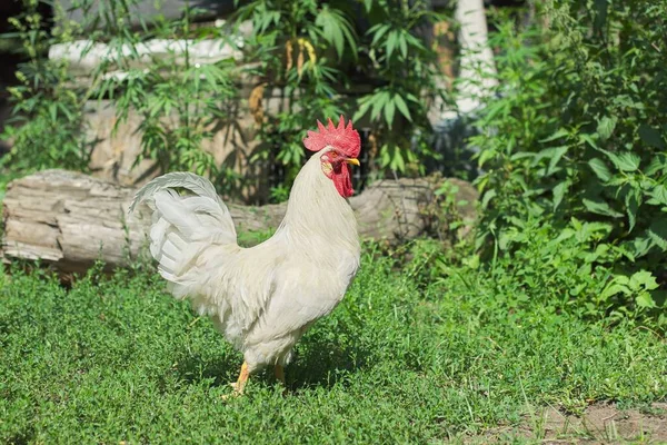White rooster male walking on the grass of a farm — Stock Photo, Image