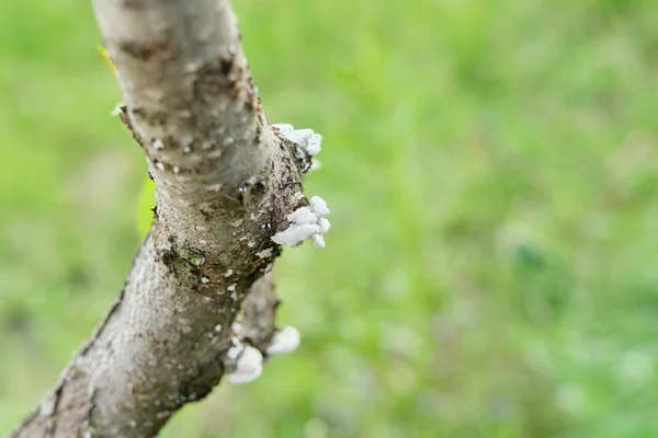 Enfermedad de la corteza de un árbol frutal huerto, setas en la corteza de melocotonero —  Fotos de Stock
