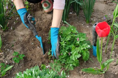 Toprakla çalışan ve dicentra spektabilis eken Kanayan Kalp çiçeği yetiştiren kadın elleri