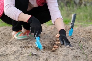 İlkbahar mevsimsel çalışmaları, ekilmiş çiçek soğanı toprağı gladiolus
