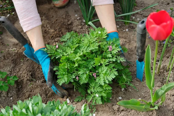 Spring work in garden, woman hands in gloves with garden tools