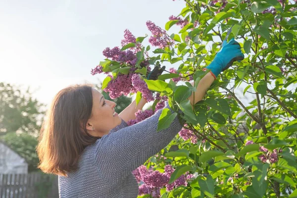 Vrouwelijke tuinier in handschoenen met snoeischaar snijden lila takken — Stockfoto