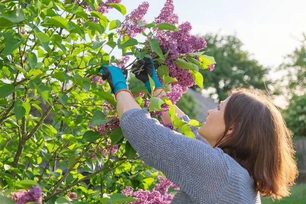 Vrouwelijke tuinier in handschoenen met snoeischaar snijden lila takken — Stockfoto