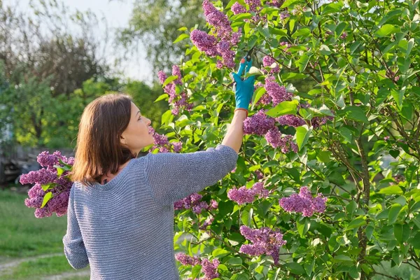 Садовница в перчатках с секаторами, режущими лиловые ветви — стоковое фото