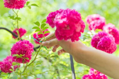Çit desteğinde gül çiçekleriyle dalları bağlayan eller.